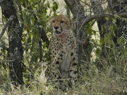 Western_Corridor_(Kirawira)2003-065